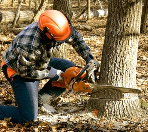 Tree Removal in Irvine, KY